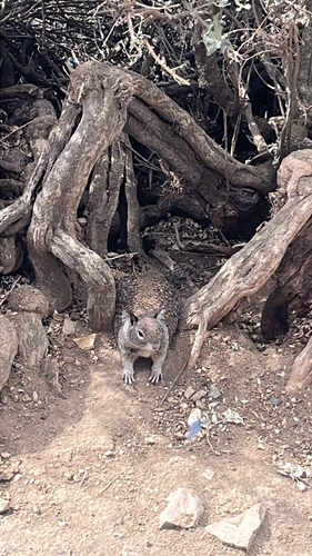 California Ground Squirrel observed by lizardgrandpa