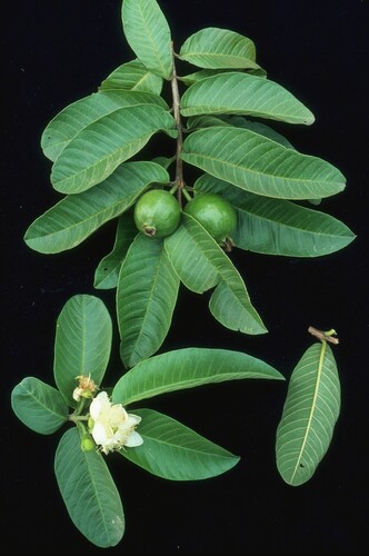 Guava