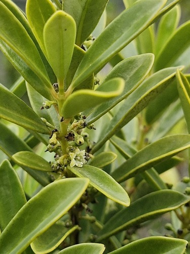 Geniostoma densiflorum observed 2026-07-26