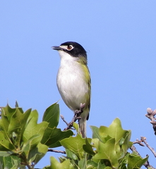 Vireo atricapilla