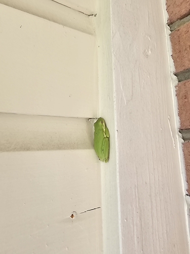 Green Treefrog observed by jamipret