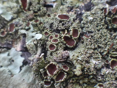Psoroma hypnorum