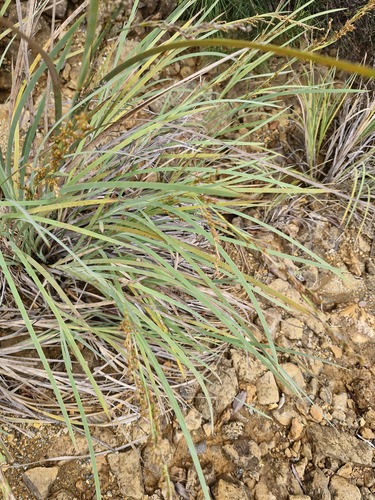 Machaerina deplanchei observed 2026-07-26