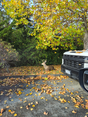 Columbian Black-tailed Deer observed by milfinator