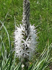 Asphodelus albus