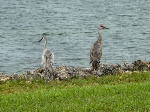 Sandhill Crane observed by gary13415