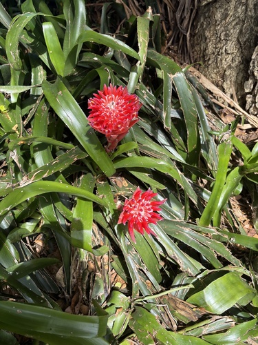 Billbergia pyramidalis observed 2026-10-17