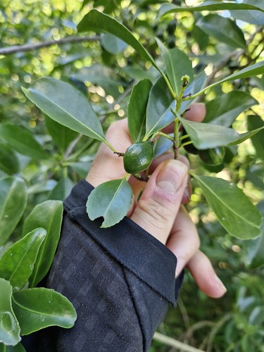 Elaeodendron curtipendulum observed 2026-07-27