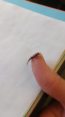 Arrhenodes minutus