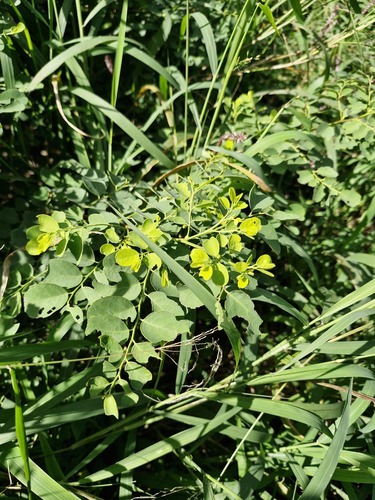 Breynia disticha observed 2026-07-27