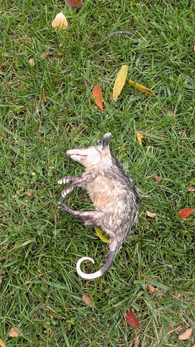 Virginia Opossum observed by oliver_knox