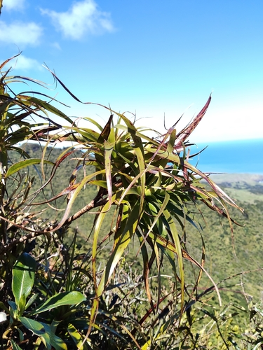 Dracophyllum latifolium observed 2026-10-17