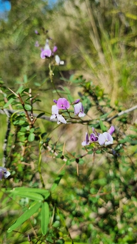 Glycine clandestina observed 2026-10-17