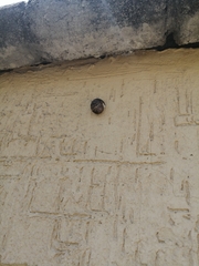 Cornu aspersum