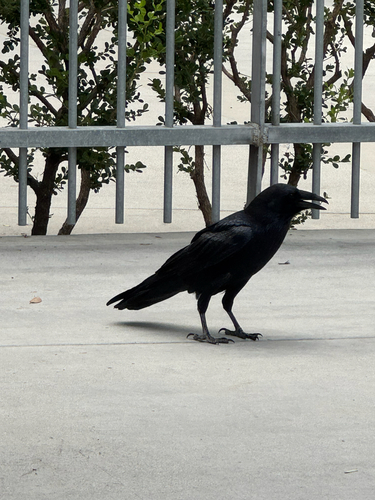 Common Raven observed by paloma1804