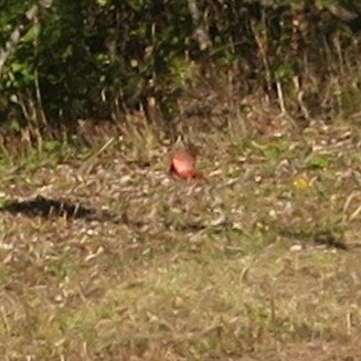 cardinal rouge observed by julesthebirder