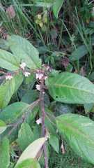 Persicaria chinensis