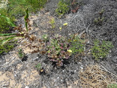 Biscutella vicentina