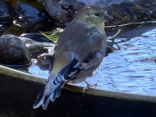 American Goldfinch observed by norahfox