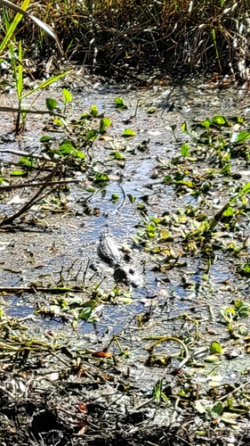 American Alligator observed by westie44