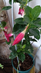 Mandevilla splendens