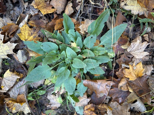 Urophyllum observed 2026-10-17