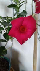 Mandevilla splendens