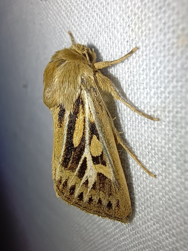 Antler Moth, Drenthe, NL, photo 9 of 10