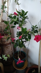 Mandevilla splendens