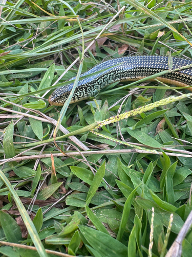 Eastern Glass Lizard observed by vottacystidiata