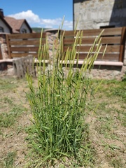 Hordeum bulbosum