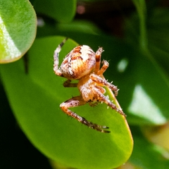 Araneus diadematus
