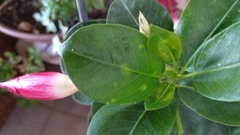 Mandevilla splendens