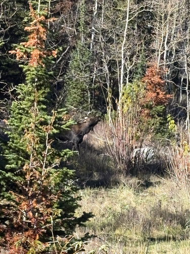 Moose observed by cwehner88