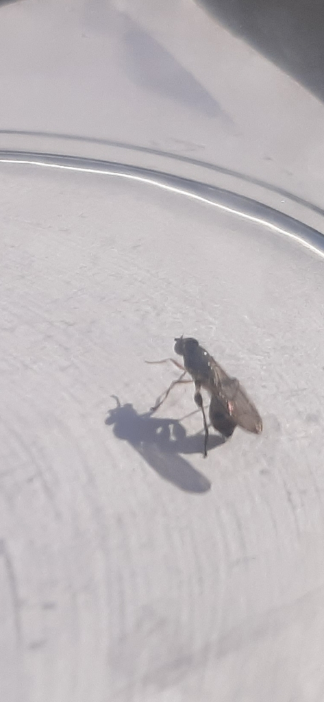 Sphegina verecunda
