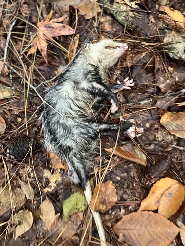 Virginia Opossum observed by phanaticdancer