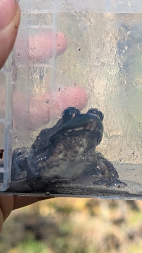Green Frog observed by garfungusthethird