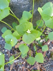 Claytonia perfoliata