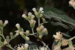 Vernonanthura cordata