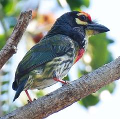 Psilopogon haemacephalus