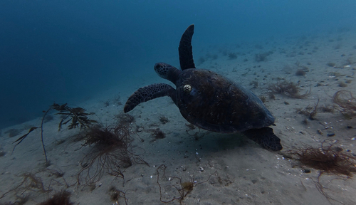 Green Sea Turtle observed by kassingtonthe3rd