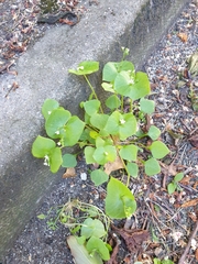 Claytonia perfoliata
