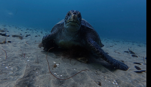 Green Sea Turtle observed by kassingtonthe3rd