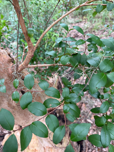 Myrcianthes fragrans, 2026-10-17