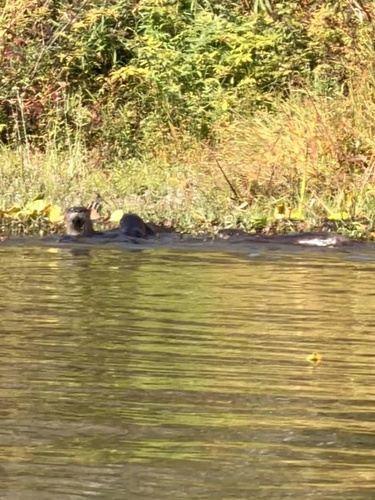 North American River Otter observed by irinashport