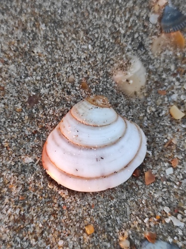 Clausinella fasciata, 2026-10-17