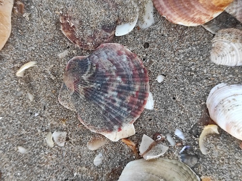 Aequipecten opercularis observed 2026-10-17