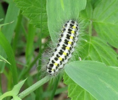 Zygaena filipendulae