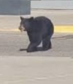 Black Bear sighting near Nose Hill Park