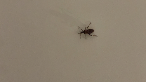 Western Conifer Seed Bug
